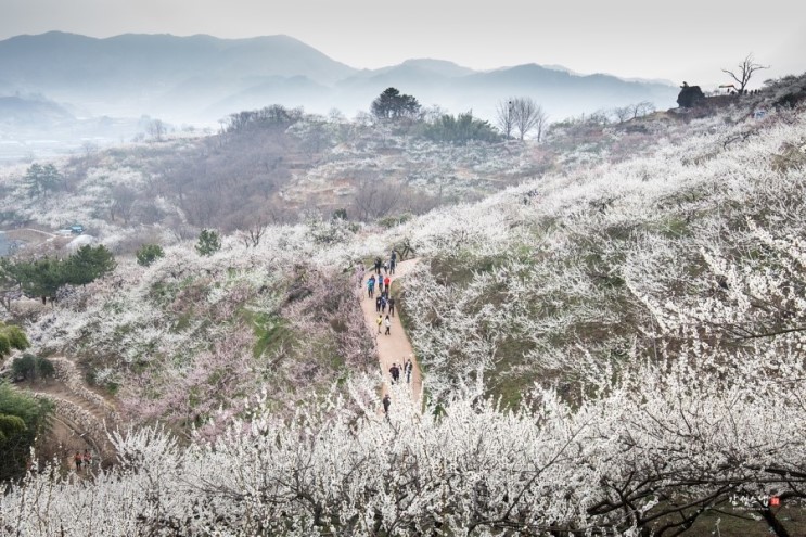 광양 매화마을